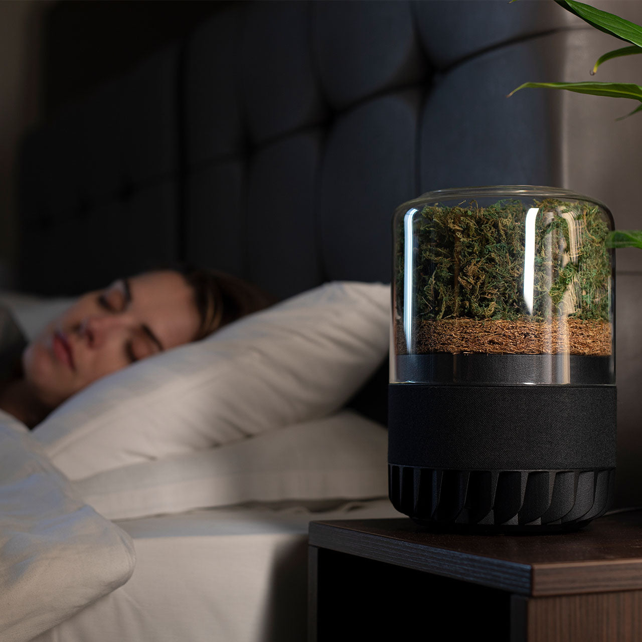 Briiv Natürlicher Luftreiniger